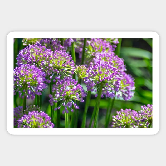 Light purple Allium flowers in a garden Sticker by iyd39